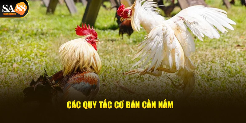 Quy tắc cơ bản cần nắm về đá gà Philipppines