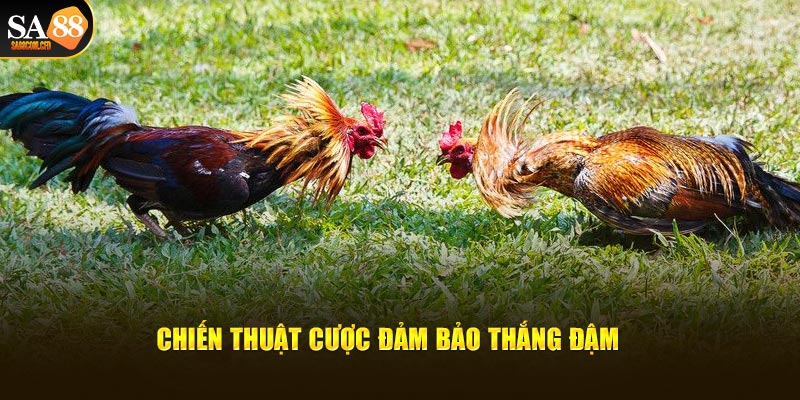 Chiến thuật đảm bảo đấu gà thắng dễ